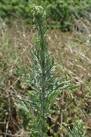Artemisia pontica ? \ Pontischer Beifu, Rmischer Wermut / Roman Wormwood, D Freiburg-Tiengen 22.7.2017