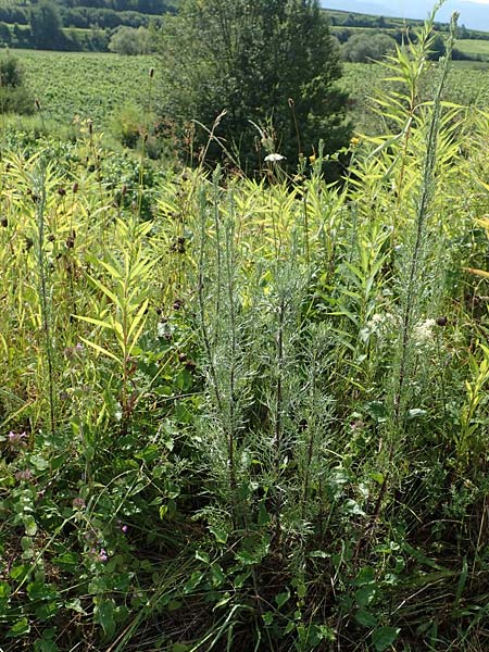 Artemisia pontica ? \ Pontischer Beifu, Rmischer Wermut / Roman Wormwood, D Freiburg-Tiengen 22.7.2017