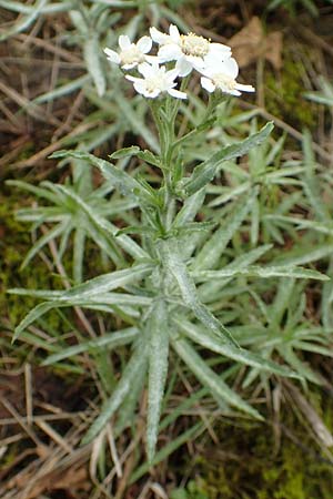 Achillea ptarmica agg. \ Sumpf-Schafgarbe / Sneezewort, D Ludwigshafen 9.9.2017