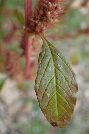 Amaranthus powellii \ Grnhriger Amaranth / Green Pigweed, D Weißenthurm-Kaltenengers 27.9.2017