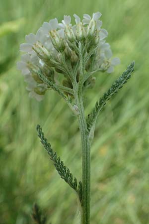 Achillea pratensis \ Rasige Wiesen-Schafgarbe / Meadow Milfoil, D Pfalz, Speyer 8.6.2018