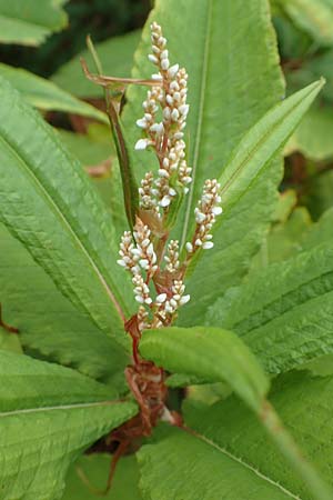 Koenigia polystachya, Himalaya-Knterich