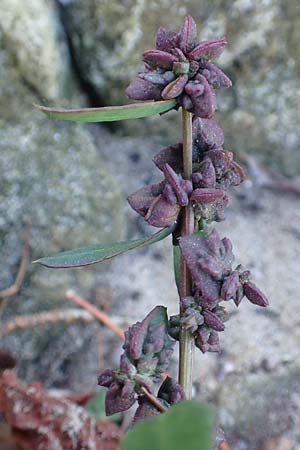 Atriplex prostrata \ Spie-Melde, Spieblttrige Melde / Spear-Leaved Orache, D Mannheim 14.10.2018