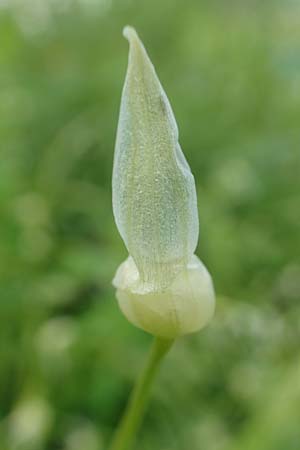 Allium paradoxum \ Wunder-Lauch, Seltsamer Lauch / Few-Flowered Leek, D Weinheim an der Bergstraße, Botan. Gar.  Hermannshof 17.4.2019