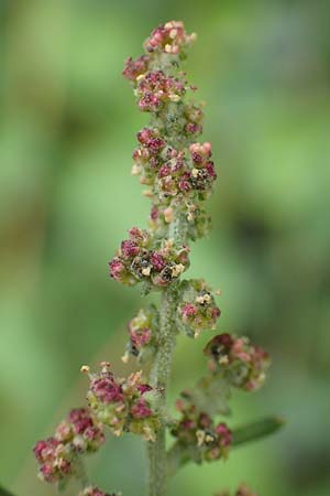 Atriplex patula \ Spreizende Melde, Gewhnliche Melde / Spreading Orache, Common Orache, D Karlsruhe-Grötzingen 20.8.2019