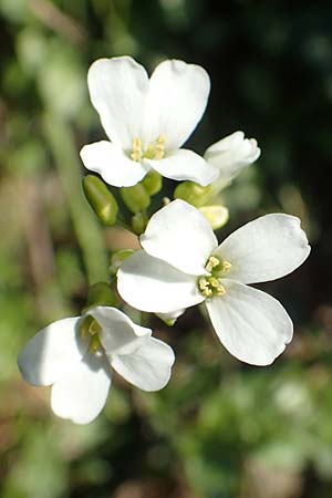 Arabis procurrens \ Ungarische Gnsekresse, Karpaten-Schaumkresse / Running Rock-Cress, D Weinheim an der Bergstraße 31.3.2020