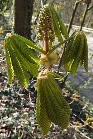 Aesculus hippocastanum \ Ross-Kastanie / Horse Chestnut, D Weinheim an der Bergstraße 31.3.2020
