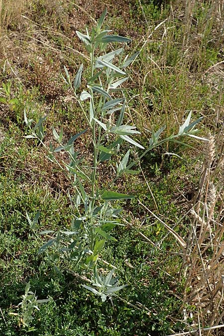 Atriplex patula \ Spreizende Melde, Gewhnliche Melde / Spreading Orache, Common Orache, D Eckelsheim 18.7.2020