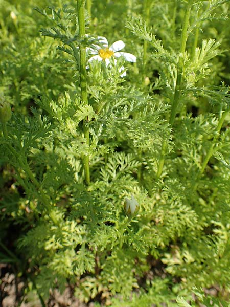 Anacyclus pyrethrum \ Mehrjhriger Bertram, Rmischer Bertram, D Sachsen-Anhalt, Kloster Jerichow 22.9.2020