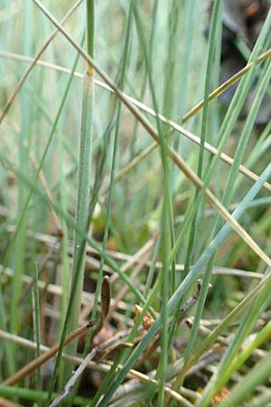 Aira praecox \ Frhe Haferschmiele / Small Hair-Grass, Early Hair-Grass, D Mannheim 11.6.2021