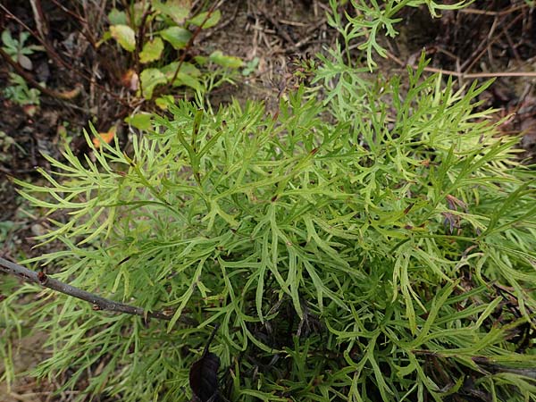 Artemisia pontica ? \ Pontischer Beifu, Rmischer Wermut / Roman Wormwood, D Freiburg-Tiengen 5.10.2021