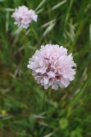 Armeria arenaria \ Wegerichblttrige Grasnelke / Jersey Thrift, D  20.5.2023