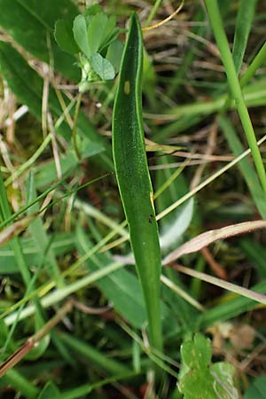 Armeria arenaria \ Wegerichblttrige Grasnelke / Jersey Thrift, D  20.5.2023