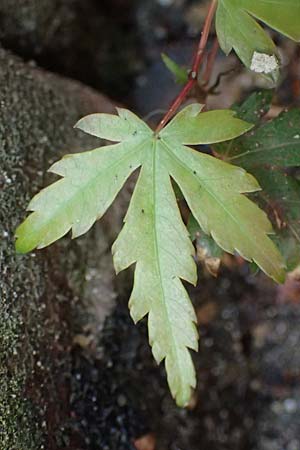 Acer palmatum \ F�cher-Ahorn / Japanese Maple, D Mannheim 9.9.2024