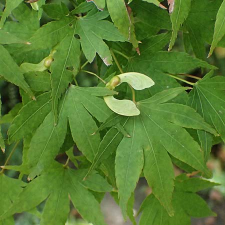 Acer palmatum \ F�cher-Ahorn / Japanese Maple, D Mannheim 9.9.2024