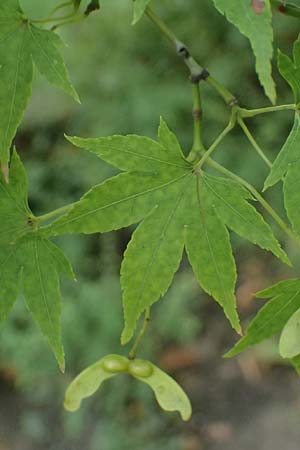 Acer palmatum \ F�cher-Ahorn / Japanese Maple, D Mannheim 9.9.2024