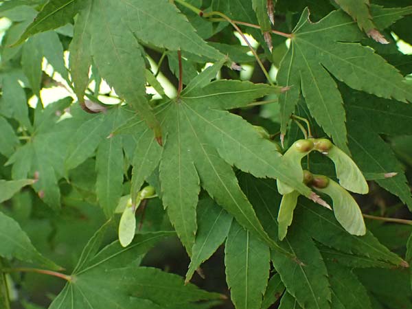 Acer palmatum \ F�cher-Ahorn / Japanese Maple, D Mannheim 9.9.2024