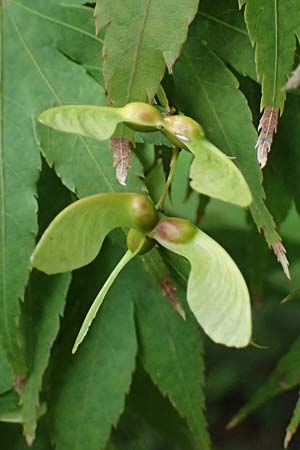 Acer palmatum \ F�cher-Ahorn / Japanese Maple, D Mannheim 9.9.2024