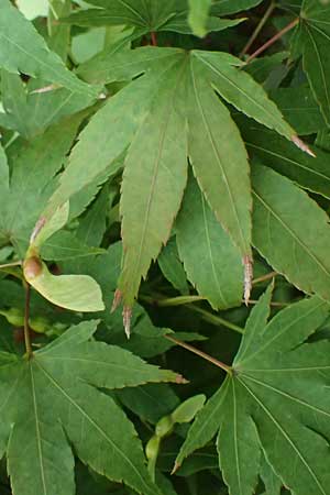 Acer palmatum \ F�cher-Ahorn / Japanese Maple, D Mannheim 9.9.2024