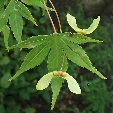 Acer palmatum \ F�cher-Ahorn / Japanese Maple, D Mannheim 9.9.2024