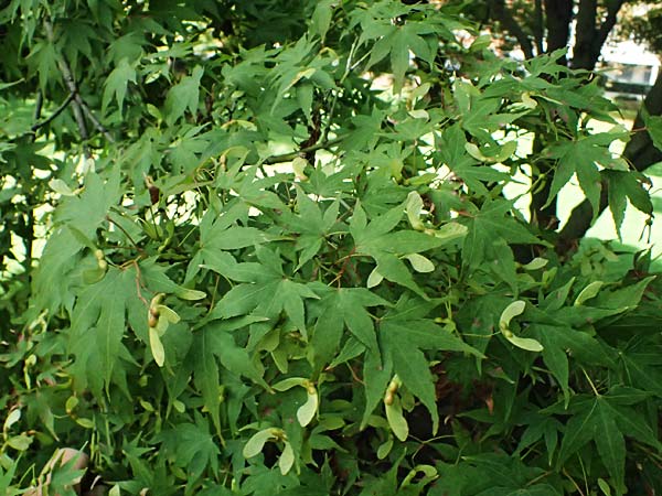 Acer palmatum \ F�cher-Ahorn / Japanese Maple, D Mannheim 9.9.2024