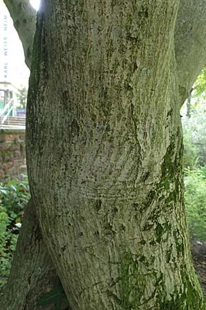 Acer palmatum \ F�cher-Ahorn / Japanese Maple, D Mannheim 9.9.2024