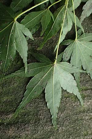 Acer palmatum \ F�cher-Ahorn / Japanese Maple, D Mannheim 9.9.2024