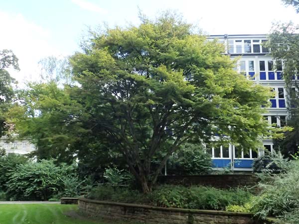 Acer palmatum \ F�cher-Ahorn / Japanese Maple, D Mannheim 9.9.2024