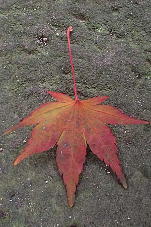 Acer palmatum \ F�cher-Ahorn / Japanese Maple, D Mannheim 20.11.2024
