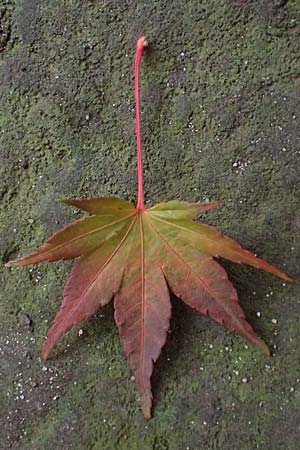 Acer palmatum \ F�cher-Ahorn / Japanese Maple, D Mannheim 20.11.2024