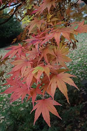 Acer palmatum \ F�cher-Ahorn / Japanese Maple, D Mannheim 20.11.2024