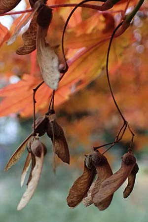 Acer palmatum \ F�cher-Ahorn / Japanese Maple, D Mannheim 20.11.2024