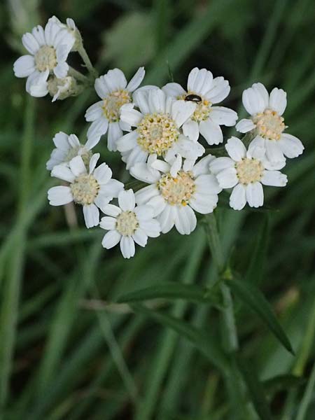 Achillea ptarmica agg. \ Sumpf-Schafgarbe / Sneezewort, D Neustadt am Main 28.6.2026