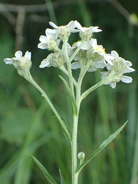 Achillea ptarmica agg. \ Sumpf-Schafgarbe / Sneezewort, D Neustadt am Main 28.6.2026