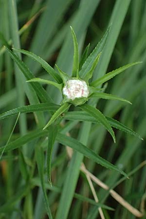 Achillea ptarmica agg. \ Sumpf-Schafgarbe / Sneezewort, D Neustadt am Main 28.6.2026