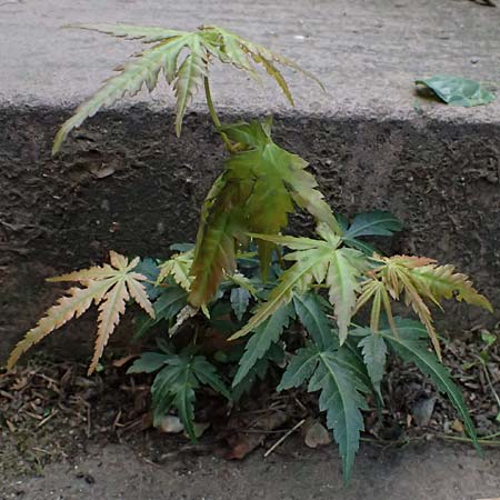 Acer palmatum \ F�cher-Ahorn / Japanese Maple, D Mannheim 18.9.2026