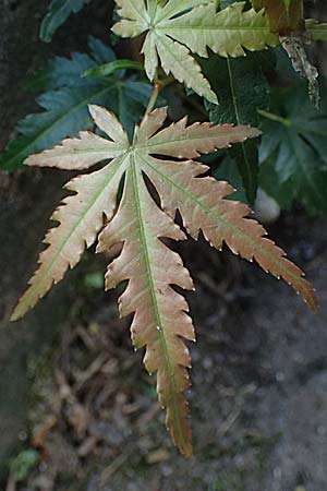 Acer palmatum \ F�cher-Ahorn / Japanese Maple, D Mannheim 18.9.2026