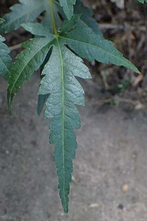 Acer palmatum \ F�cher-Ahorn / Japanese Maple, D Mannheim 18.9.2026