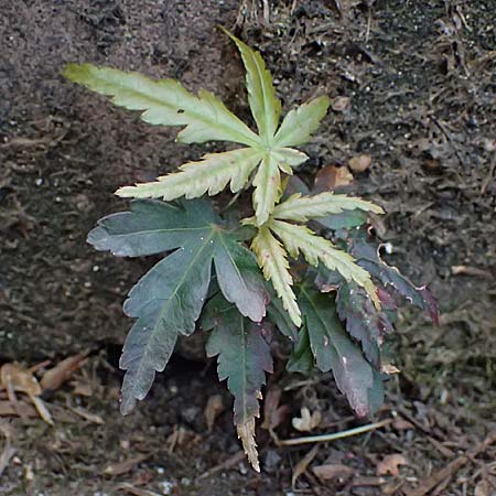 Acer palmatum \ F�cher-Ahorn / Japanese Maple, D Mannheim 18.9.2026