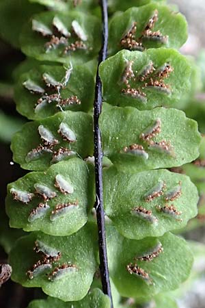 Asplenium trichomanes subsp. quadrivalens \ Tetraploider Brauner Streifenfarn, Gewhnlicher Brauner Streifenfarn / Tetraploid Spleenwort, D Neckarsteinach 9.11.2018