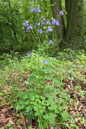 Aquilegia vulgaris \ Gemeine Akelei / Columbine, D Königheim 29.5.2019