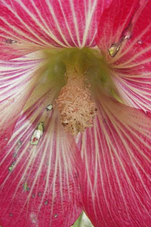 Alcea rosea \ Stockrose / Common Hollyhock, D Mannheim 28.6.2007