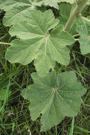 Alcea rosea \ Stockrose / Common Hollyhock, D Mannheim 28.6.2007
