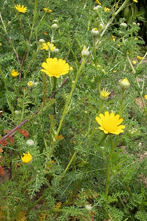 Anacyclus radiatus \ Gelber Bertram, D Botan. Gar.  Universit.  Mainz 11.7.2009