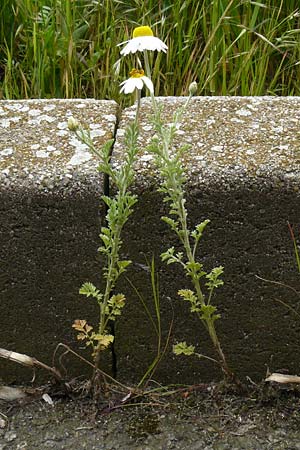 Anthemis ruthenica \ Ukrainische Hundskamille, D Mannheim 4.5.2024