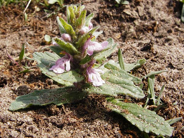 Ajuga genevensis \ Genfer Gnsel, Heide-Gnsel / Blue Bugle, D Mannheim 29.4.2015