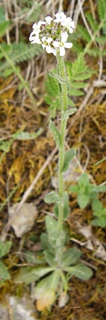 Arabis hirsuta \ Rauhaarige Gnsekresse / Hairy Rock-Cress, D Nüdlingen 9.5.2015