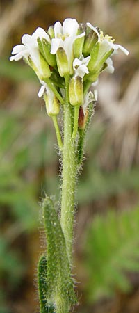 Arabis hirsuta \ Rauhaarige Gnsekresse / Hairy Rock-Cress, D Nüdlingen 9.5.2015