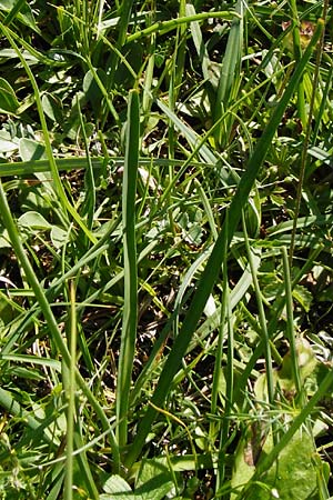 Anthericum ramosum \ stige Graslilie, Rispen-Graslilie / Branched St. Bernard's Lily, D Allmendingen 10.7.2015