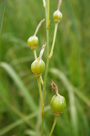 Anthericum ramosum \ stige Graslilie, Rispen-Graslilie / Branched St. Bernard's Lily, D Grettstadt 18.7.2015